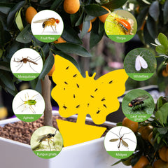 81 Piece Sticky Traps with Tweezers